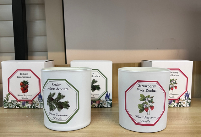 Plant Scented Candle Reed Scented Candle Gift